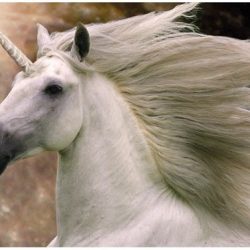Poster eenhoorn 61 x 91 cm - Unicorn Bob Langrish - Fantasy posters woondecoratie -Wanddecoratie/muurdecoratie