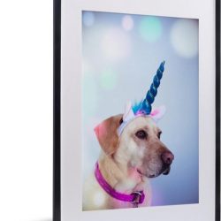 Foto in lijst - Labrador verkleed als eenhoorn fotolijst zwart met witte passe partout 40x60 40x60 cm - Poster in lijst (Wanddecoratie woonkamer / slaapkamer)