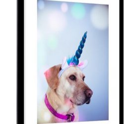 Foto in lijst - Labrador verkleed als eenhoorn fotolijst zwart met witte passe partout 60x90 60x90 cm - Poster in lijst (Wanddecoratie woonkamer / slaapkamer)