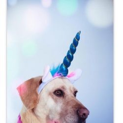 Labrador verkleed als eenhoorn textielposter latten zwart 60x90 cm - Foto print op schoolplaat (wanddecoratie woonkamer/slaapkamer)