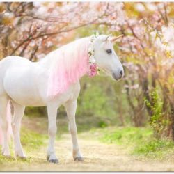 Poster – Eenhoorn in Bos - 120x80cm Foto op Posterpapier