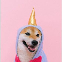 Poster – Unicorn Pak bij Hond - 30x40cm Foto op Posterpapier