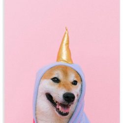 Schoolplaat – Unicorn Pak bij Hond - 40x60cm Foto op Textielposter (Wanddecoratie op Schoolplaat)