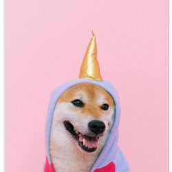 Schoolplaat – Unicorn Pak bij Hond - 60x90cm Foto op Textielposter (Wanddecoratie op Schoolplaat)