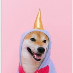 Tuinposter – Unicorn Pak bij Hond - 30x40cm Foto op Tuinposter  (wanddecoratie voor buiten en binnen)