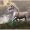 Tuinposter –Witte Unicorn op Berg– 40x30 Foto op Tuinposter (wanddecoratie voor buiten en binnen)